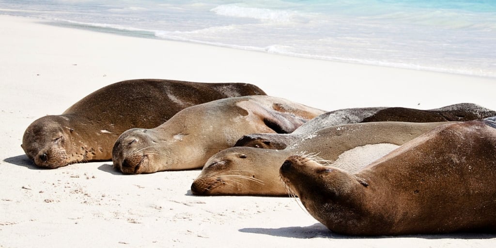 Galapagos Inselhopping - 1 Woche Inkl Flügen Und Fähren Für 753€