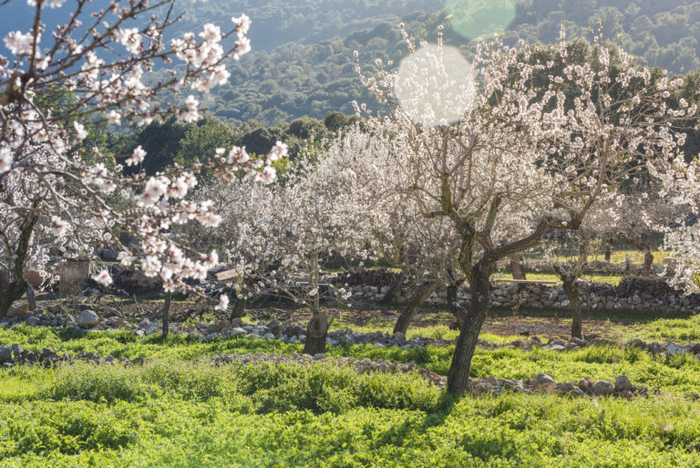 Mandelblüte auf Mallorca